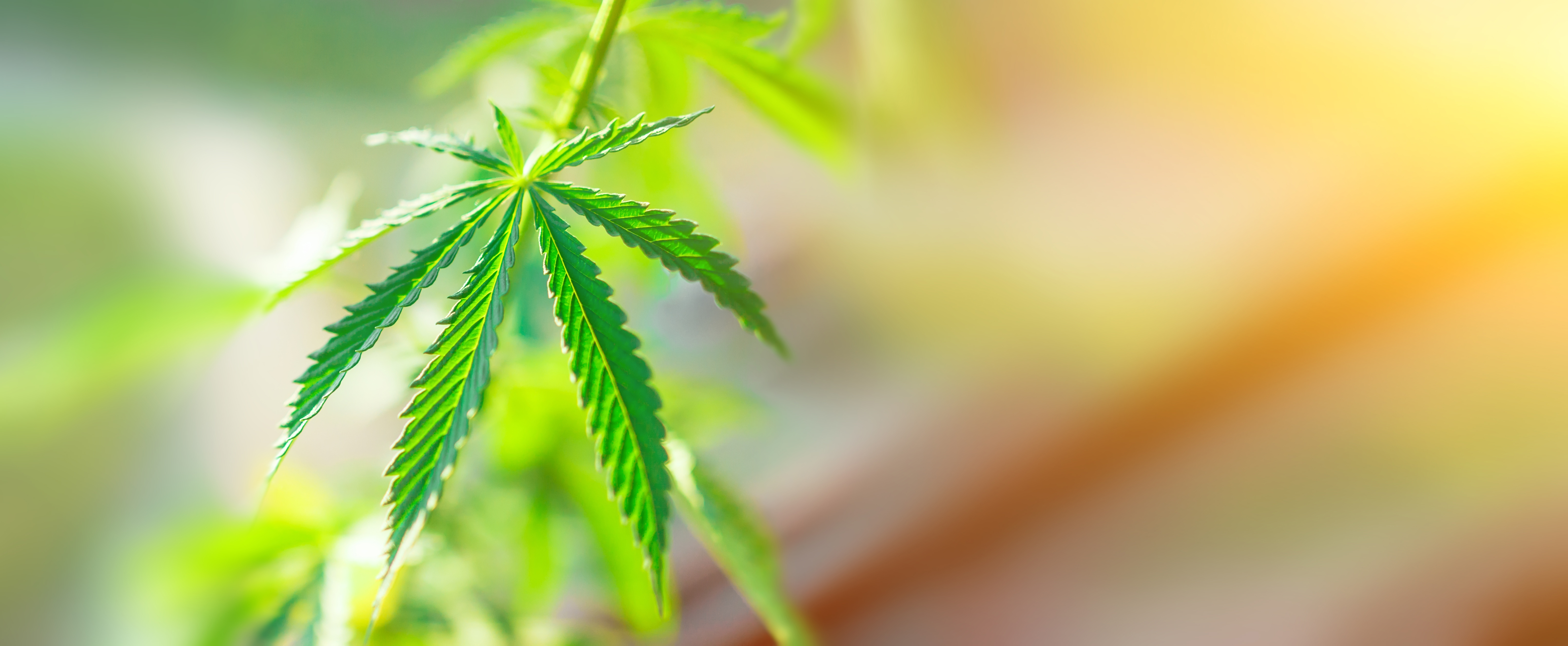 Ein naher Ausschnitt eines grünen Hanfblattes mit gezackten Blättern. Der Hintergrund ist unscharf und enthält sanfte, natürliche Farbtöne, die eine entspannende Atmosphäre schaffen.