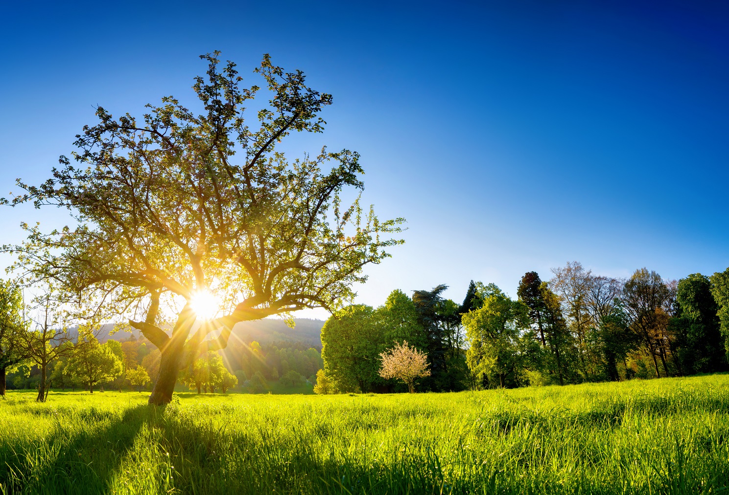 Ein großer Baum steht in einer waldreichen Wiese, durch dessen Blätter die Sonne strahlt. Das grüne Gras umgibt den Baum, und im Hintergrund sind weitere Bäume vor einem strahlend blauen Himmel zu sehen. Es ist ein ruhiger, sonniger Tag.