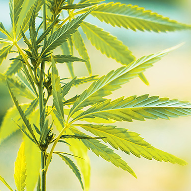 Nahaufnahme eines Cannabisgewächses mit leuchtend grünen Blättern, die eine charakteristische, gezackte Form aufweisen. Der Hintergrund ist unscharf und hell, sodass die Pflanzenstruktur in den Vordergrund tritt.