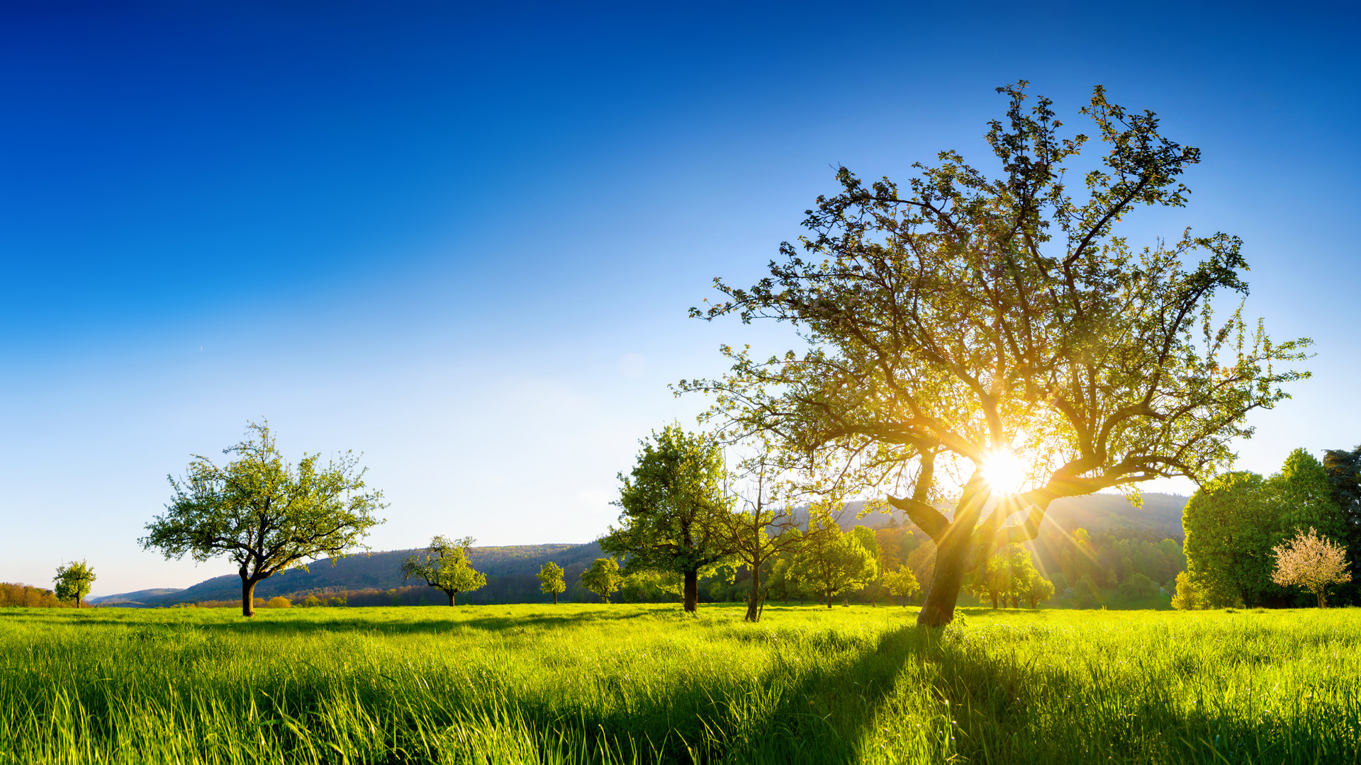 Eine malerische Landschaft mit mehreren Bäumen auf einer grünen Wiese. Im Hintergrund sind sanfte Hügel zu sehen, während die Sonne sanft durch die Äste eines Baumes scheint und eine warme, einladende Atmosphäre schafft. Der Himmel ist klar und blau.