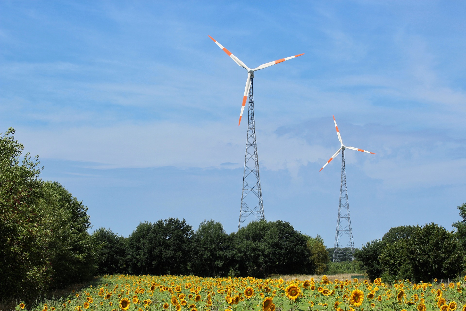 Im Vordergrund steht ein weites Feld von Sonnenblumen, die in voller Blüte stehen. Im Hintergrund sind zwei Windkraftanlagen sichtbar, die sich gegen einen blauen Himmel abheben. Die Landschaft wird von Bäumen umrahmt, die dem Bild einen natürlichen Rahmen verleihen.